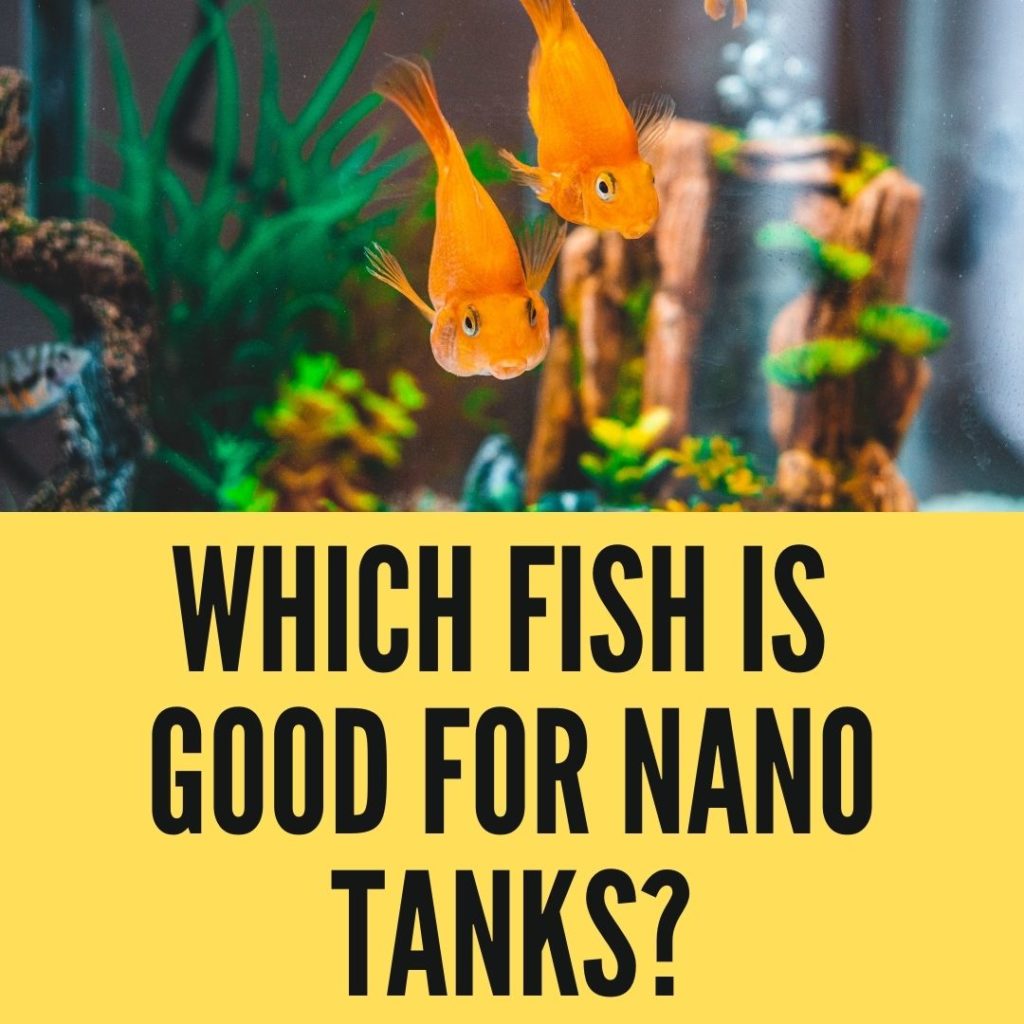 What Fish Are Good For Nano Tanks