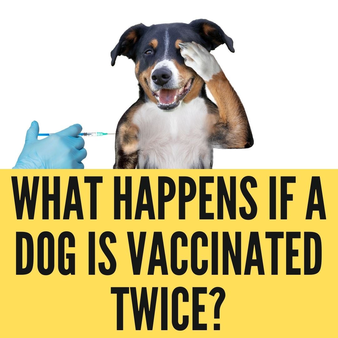 What Happens If A Dog Gets Vaccinated Twice