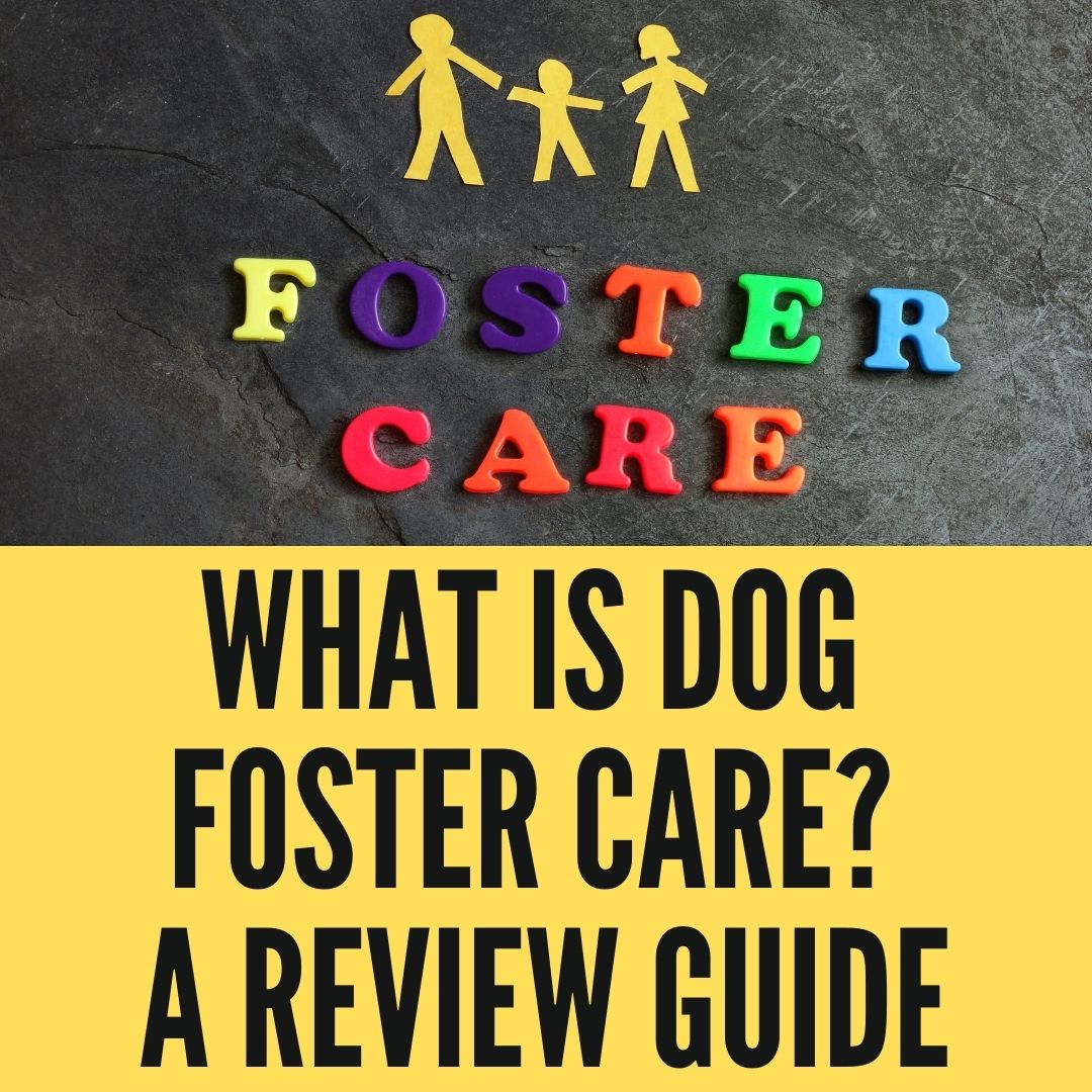 What Is Dog Foster Care