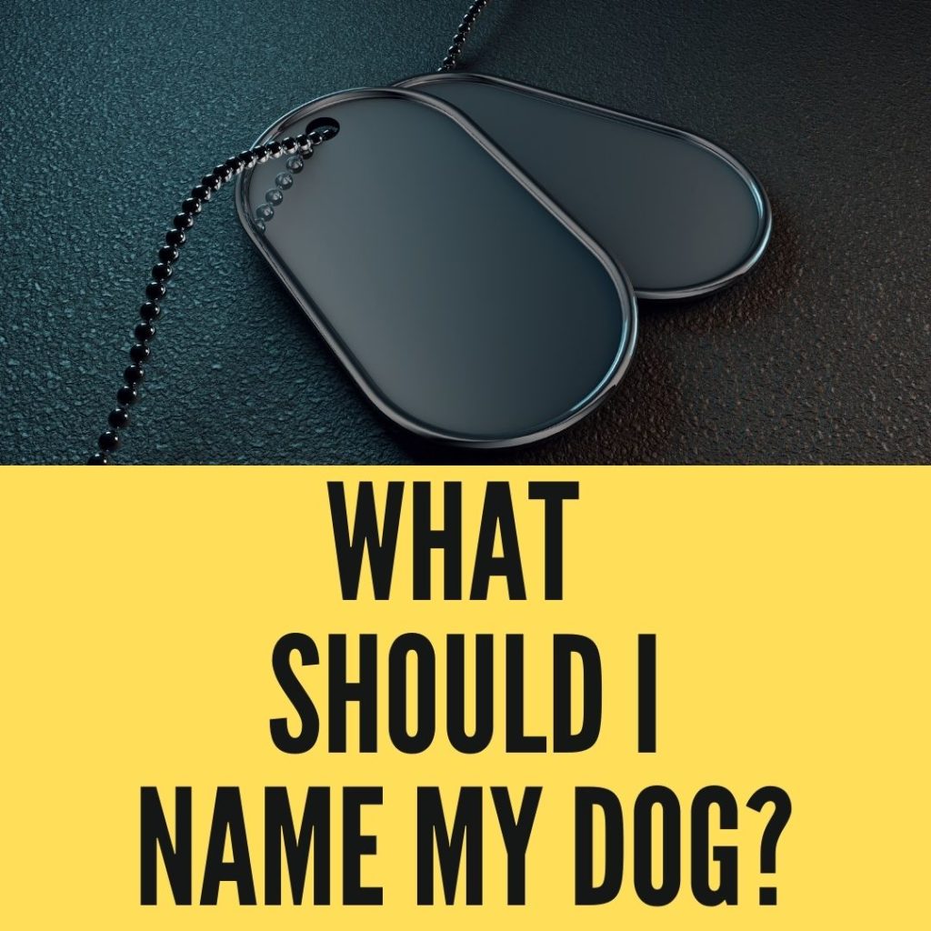 What Should I Name My Dog