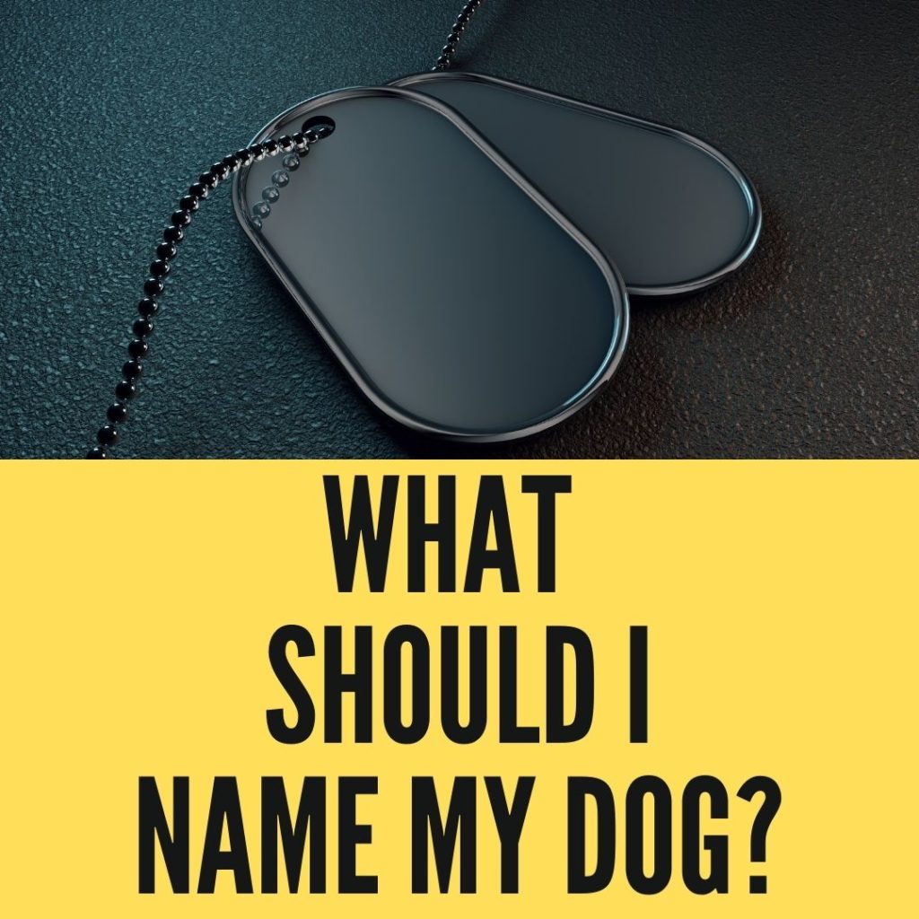 What Should I Name My Dog Things To Know Oxford Pets