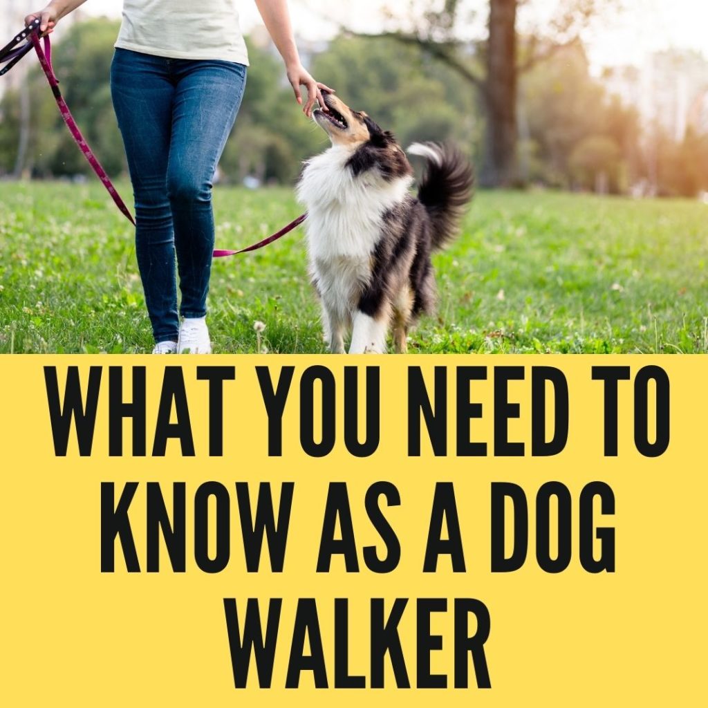 What You Need To Know As A Dog Walker
