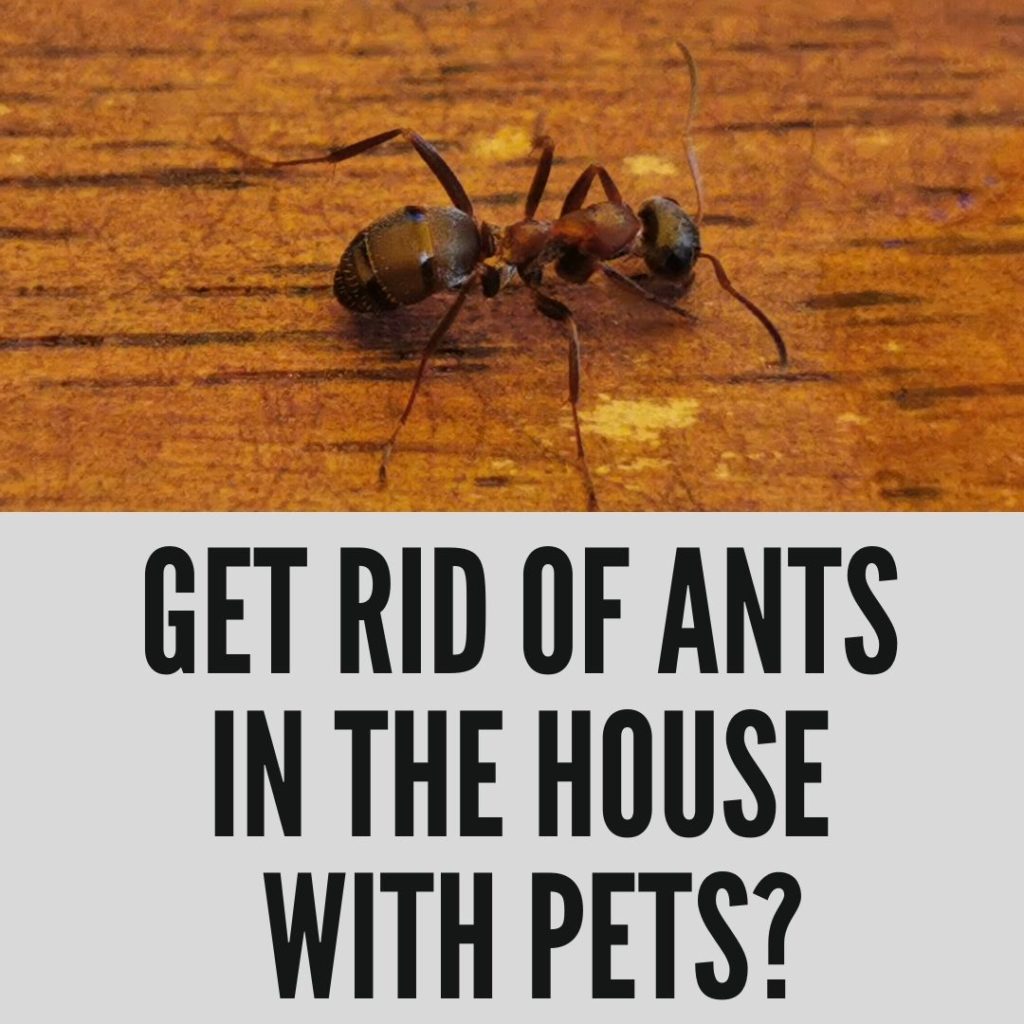 What can you do about ants in the house with pets