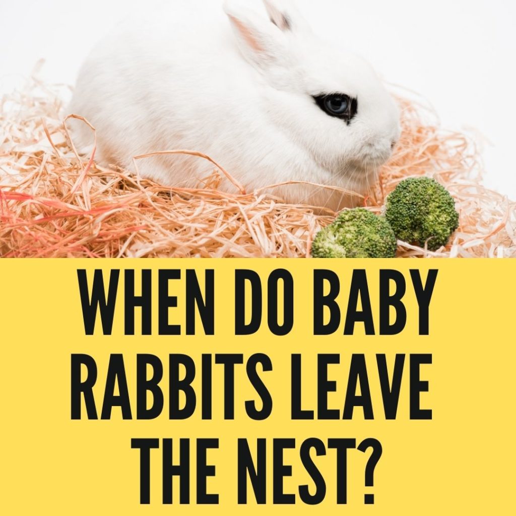 When Do Baby Rabbits Leave The Nest