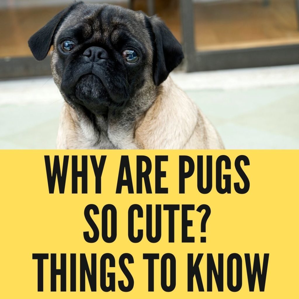 Why Are Pugs So Cute