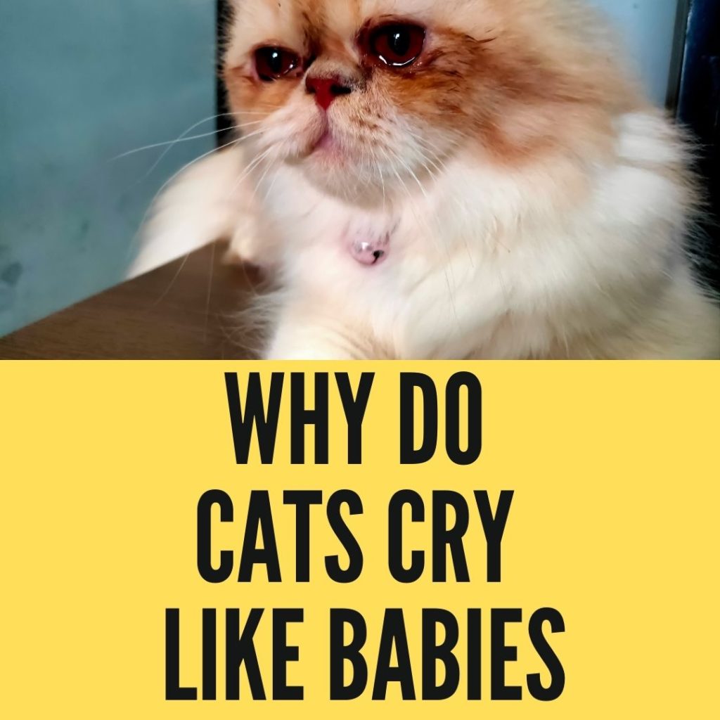 Why Do Cats Cry Like Babies