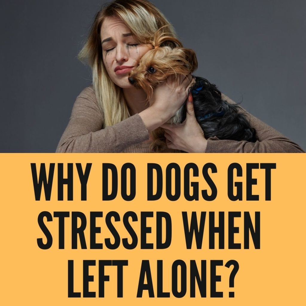 Why Do Dogs Get Stressed When Left Alone?