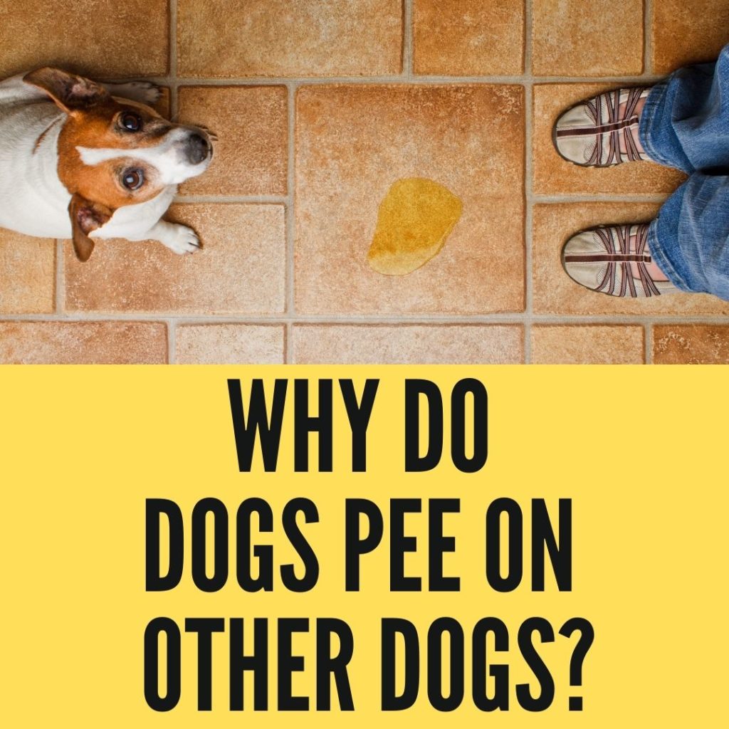 Why Do Dogs Pee On Other Dogs
