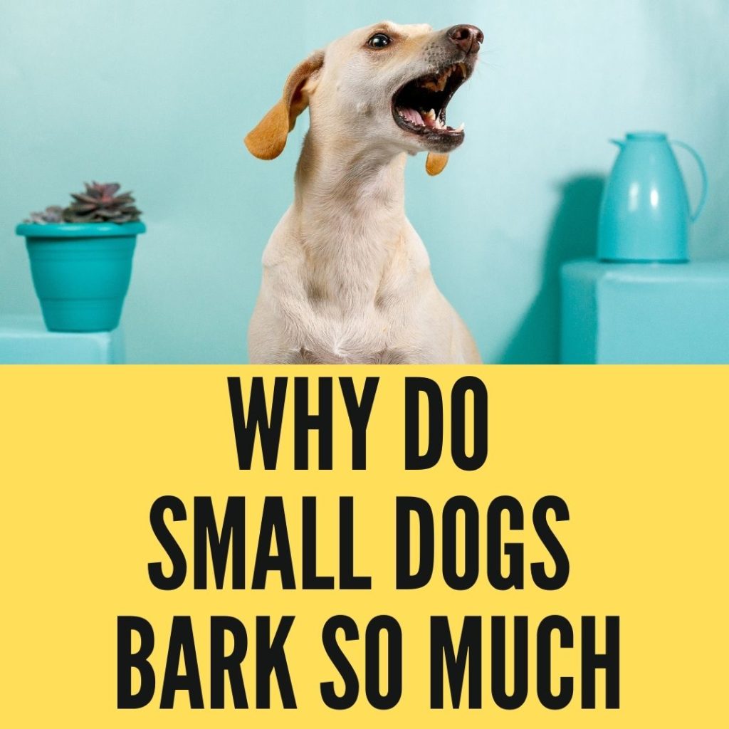 Why Do Small Dogs Bark So Much