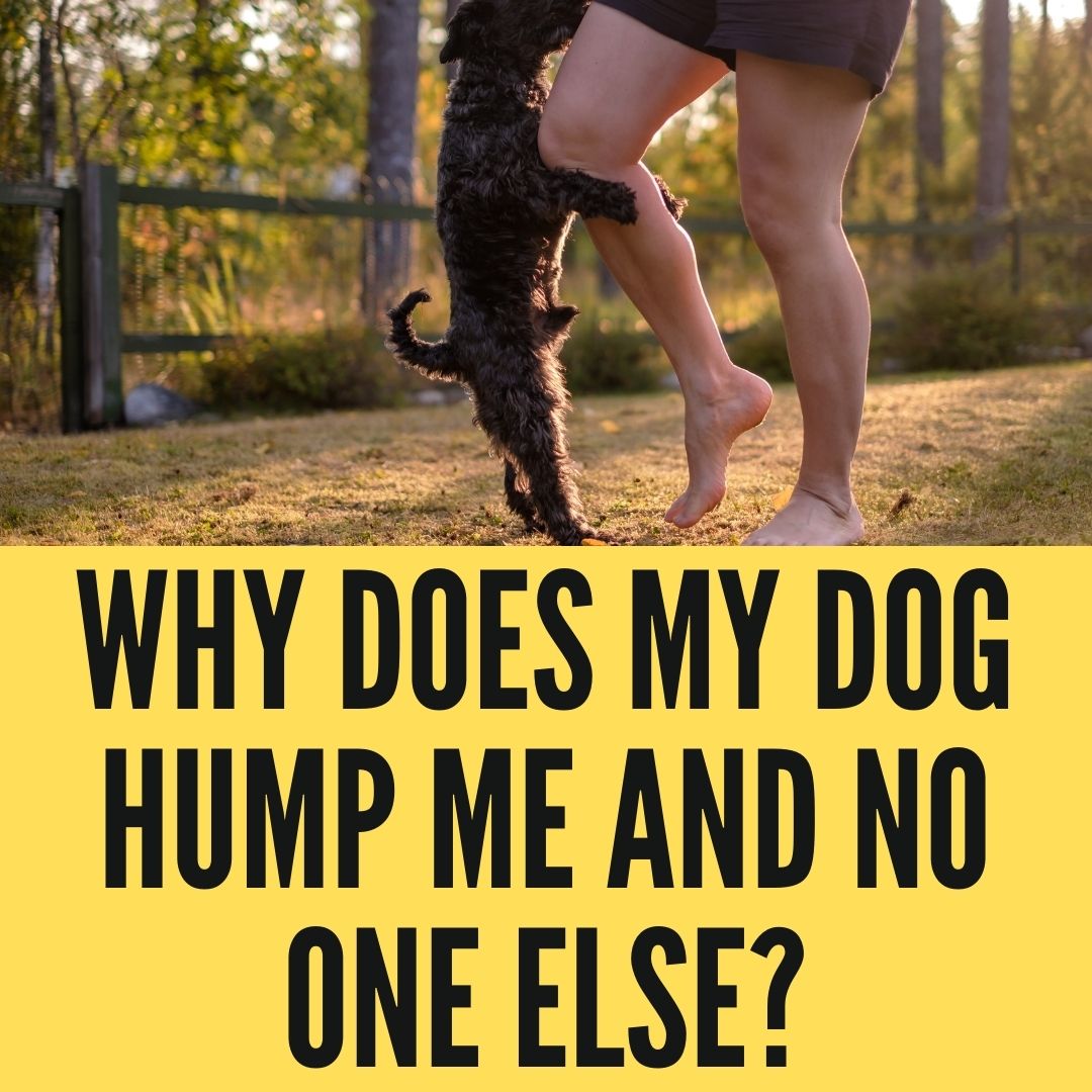 why does my dog hump only one person