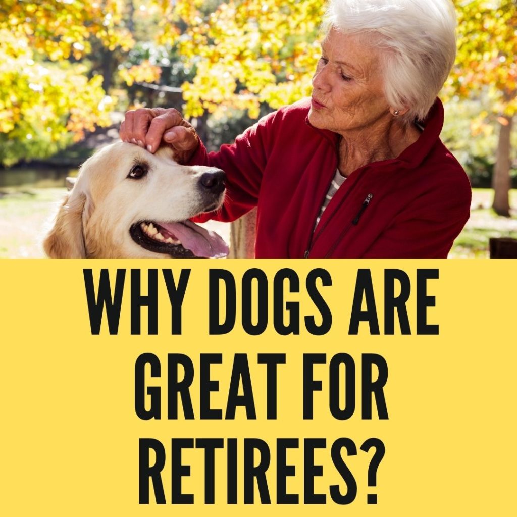 Why Dogs Are Great For Retirees
