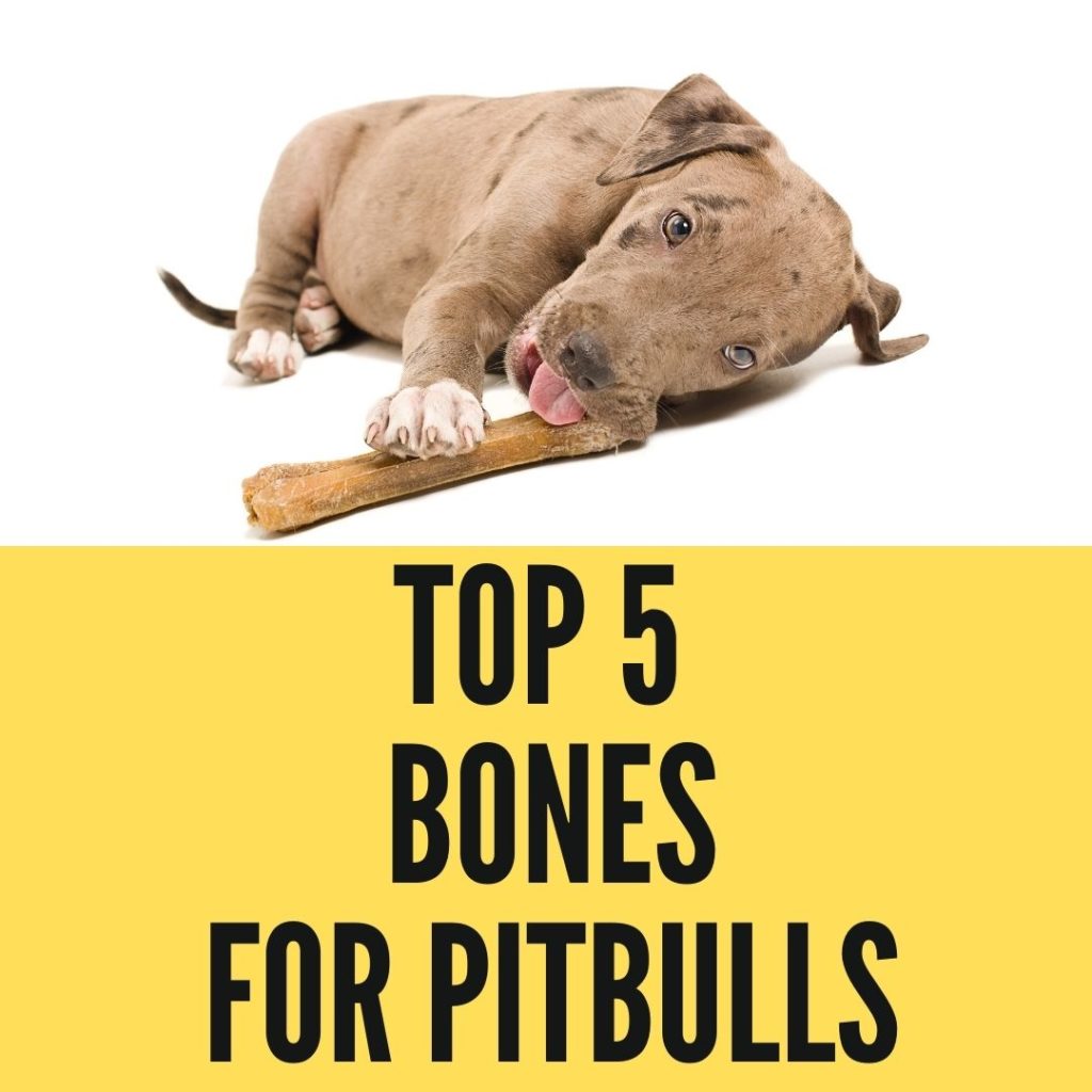 Best Bones For Pitbulls