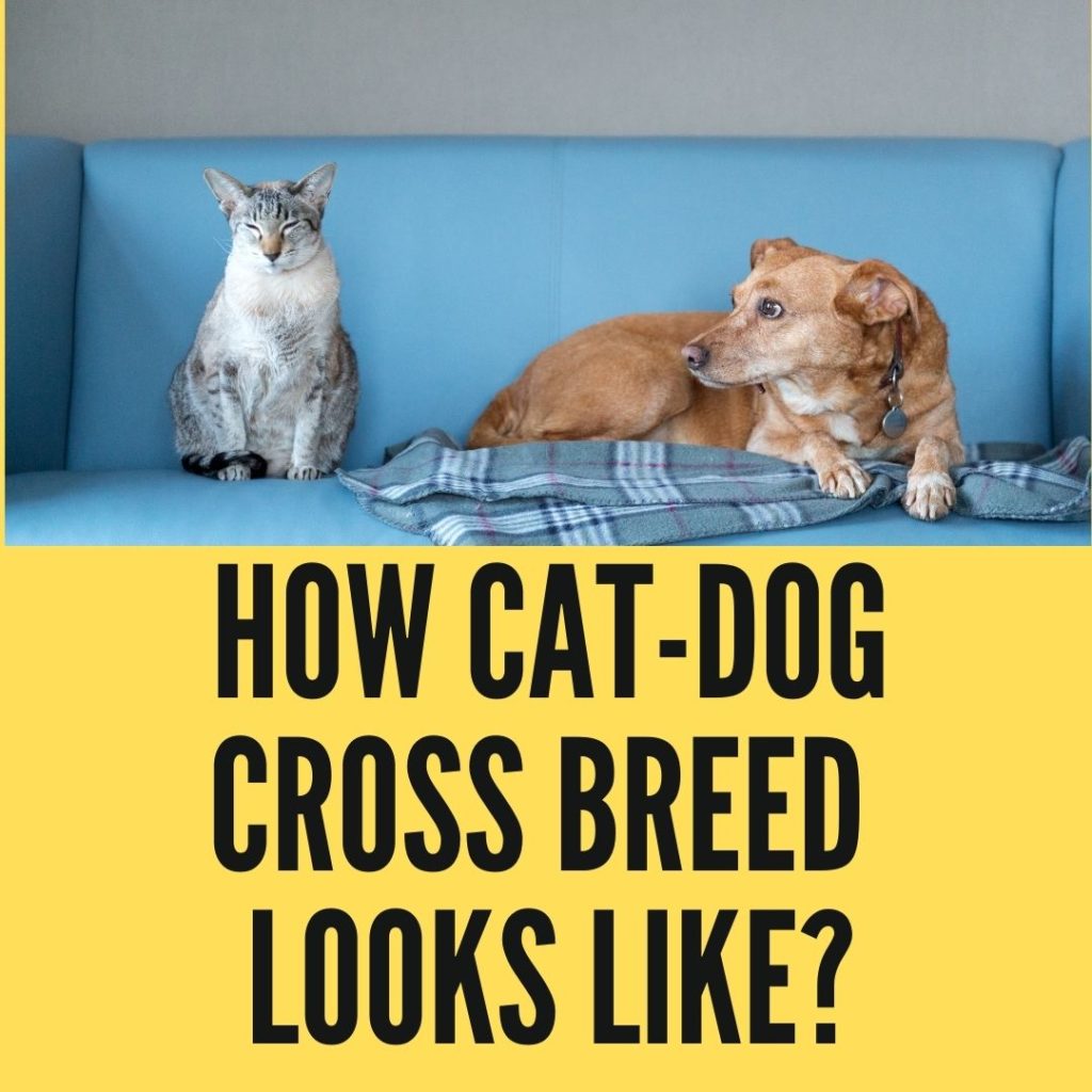 What Would a Cat-Dog Crossbreed Look Like