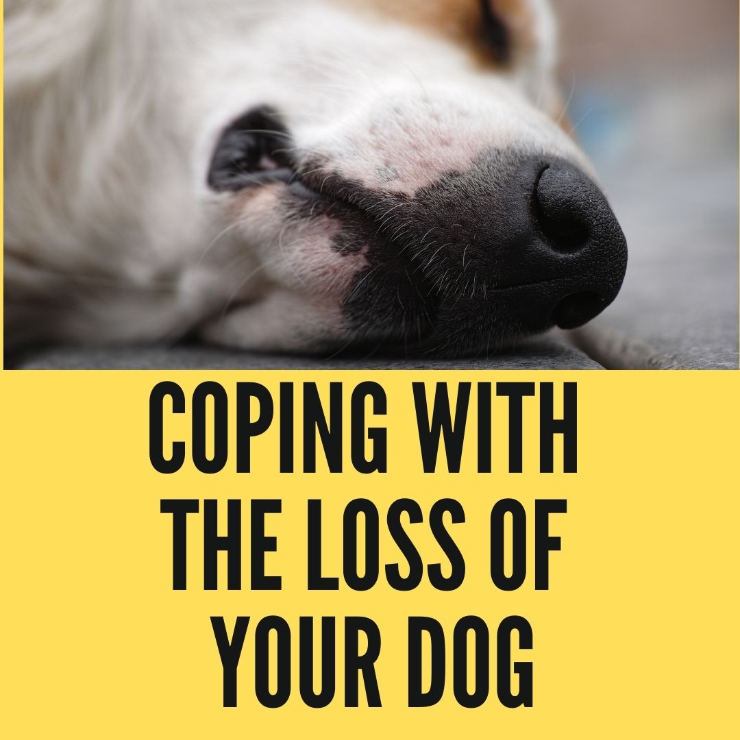 20 ways to Coping With The Loss of Your Dog - Oxford Pets