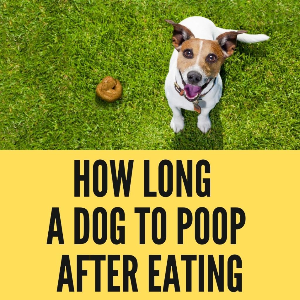 How Long Does It Take For A Dog To Poop After Eating?