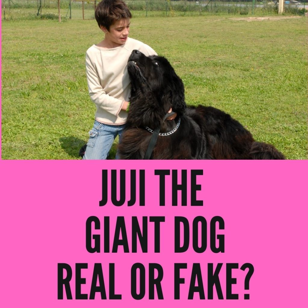 juji the giant dog