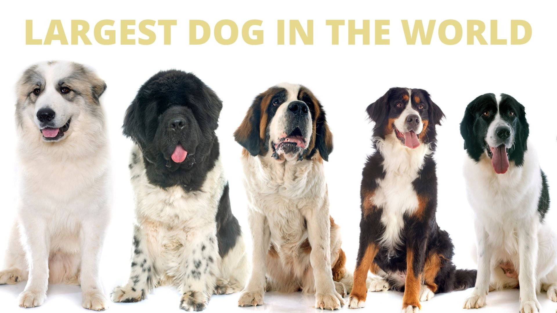 JUJI, The Giant Dog Real or Fake The Truth Behind JUJI Oxford Pets