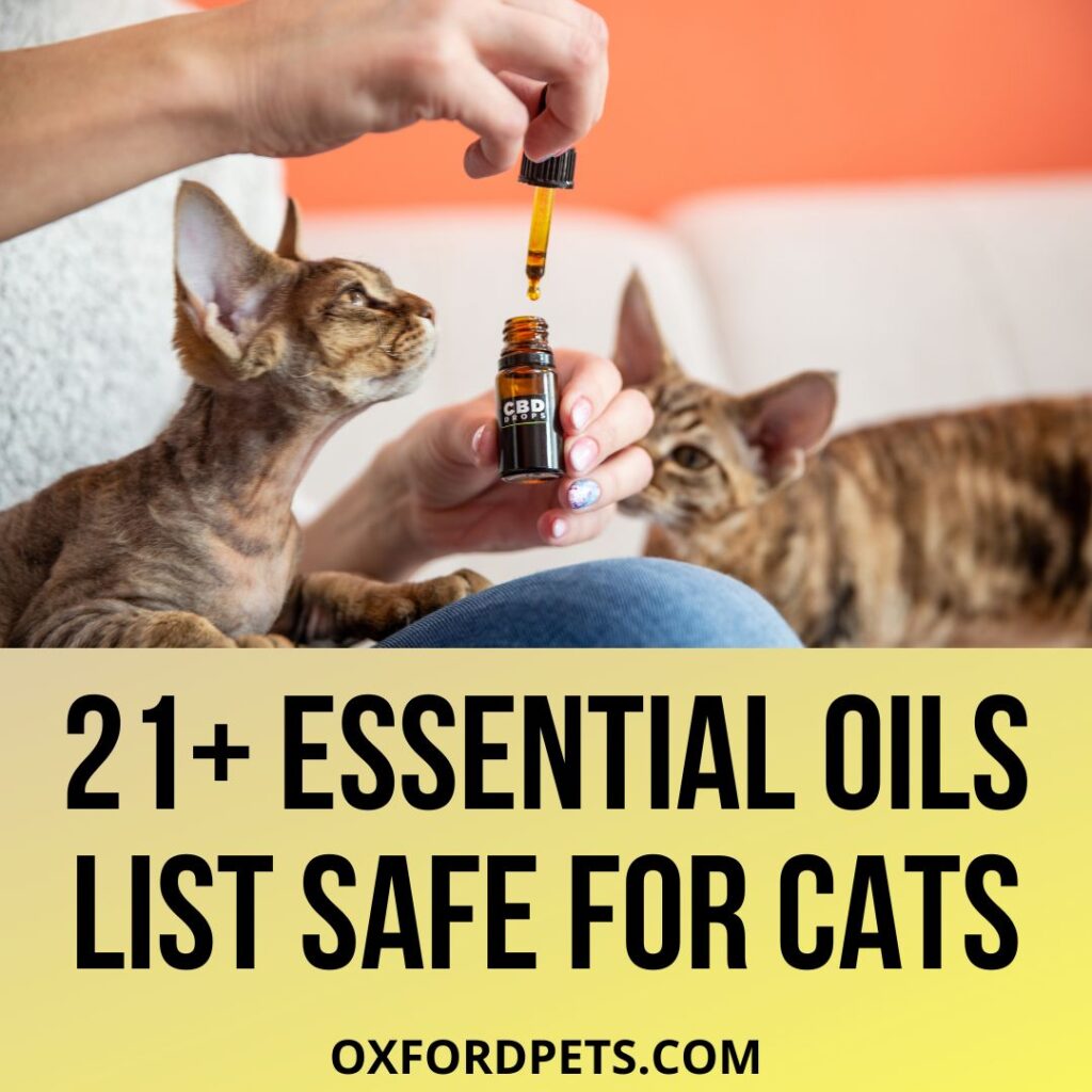 21 Essential Oils Are Safe For Cats
