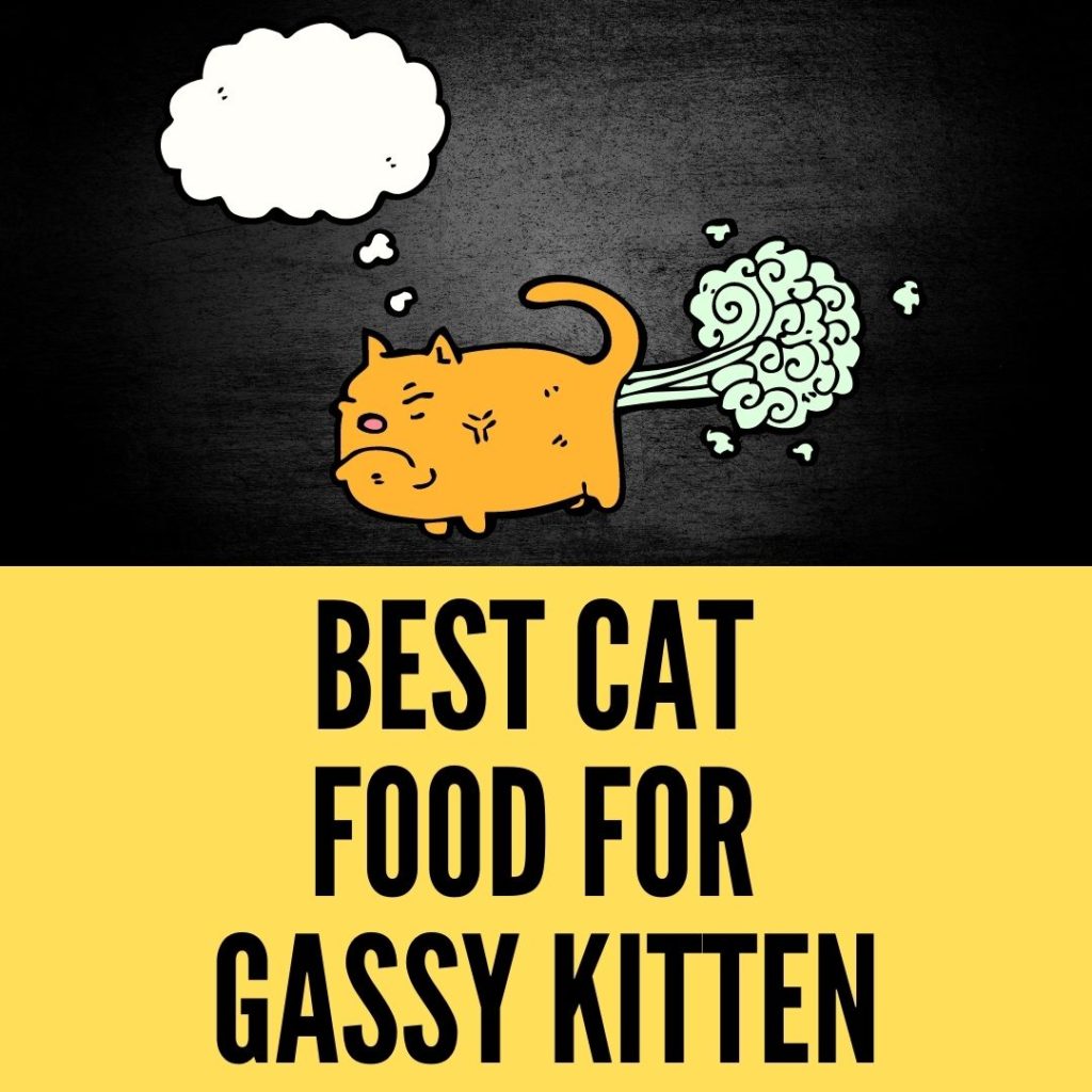Best Cat Food For Gassy Kitten