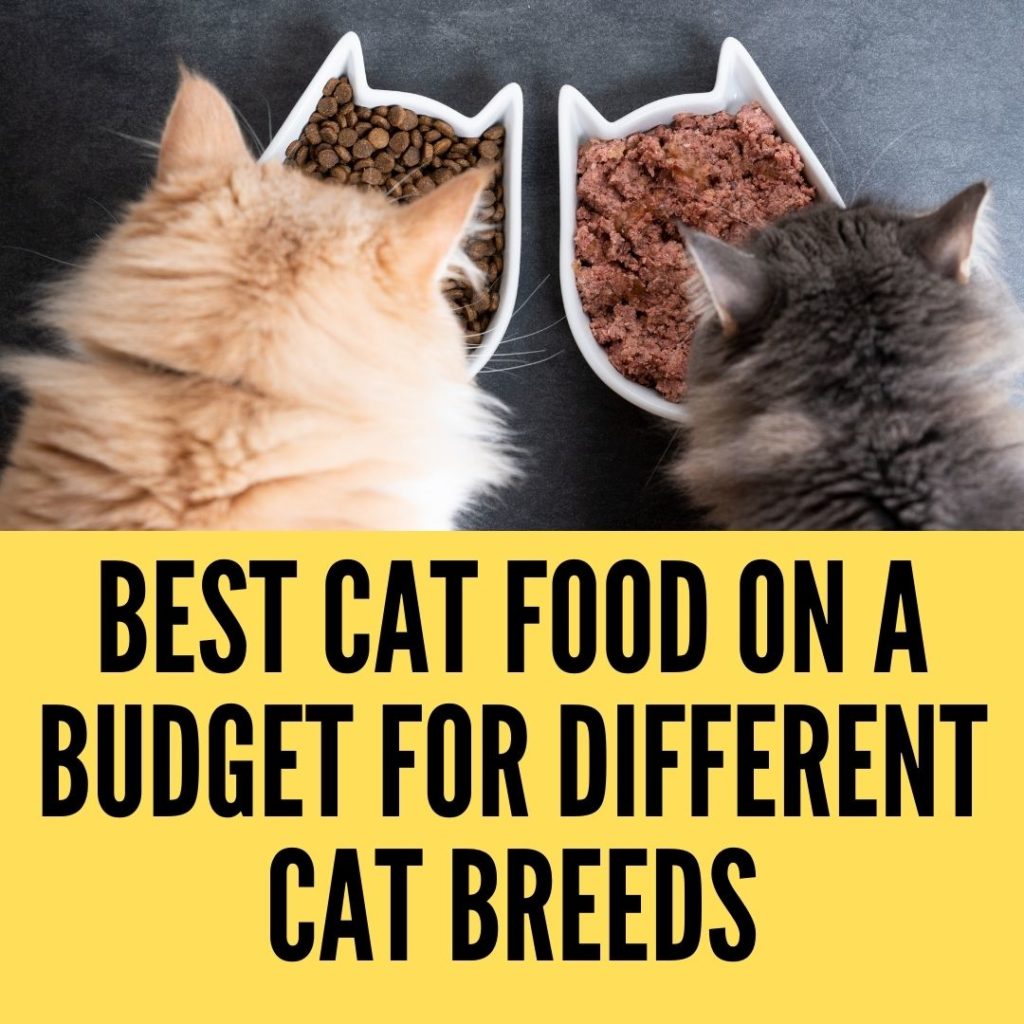 Best Cat Food on a Budget for Different Cat Breeds