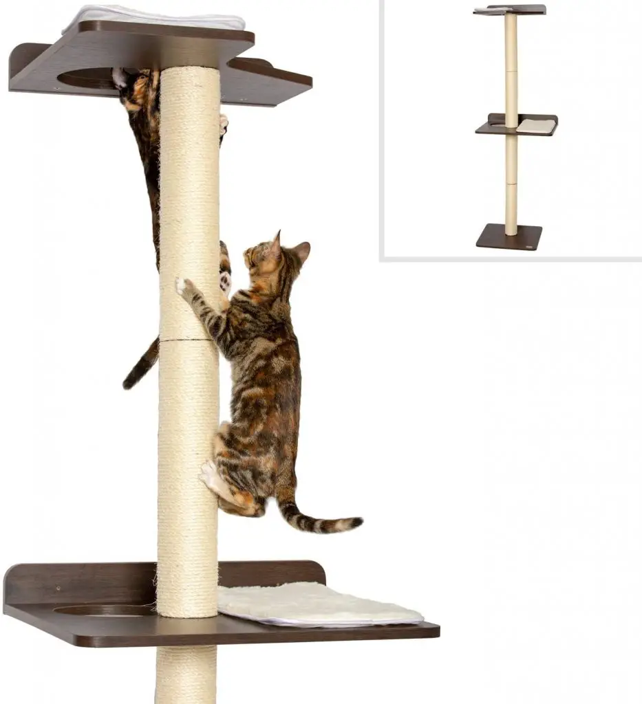 Best Scratching Posts for Kittens