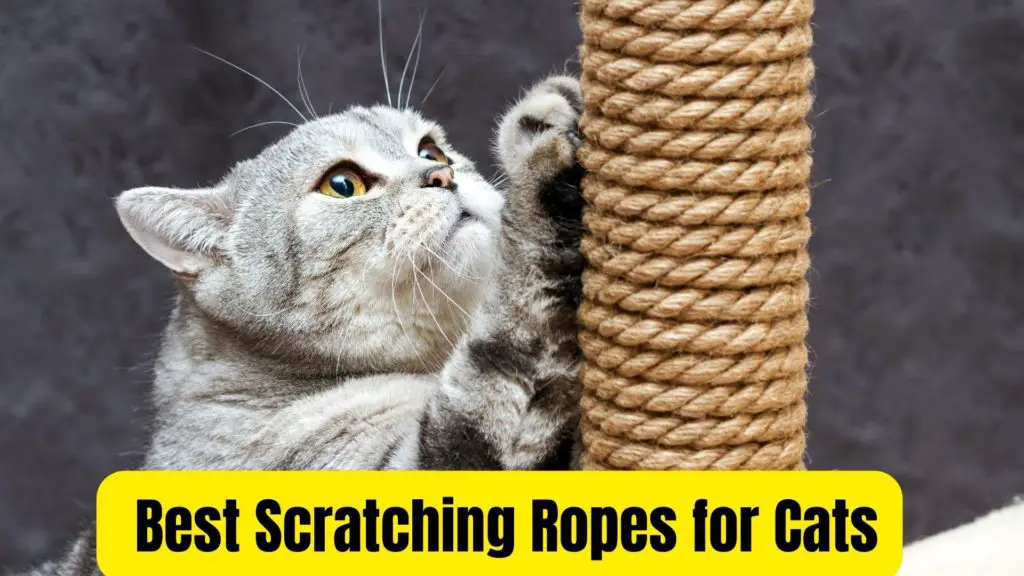  Best Scratching Ropes for Cats