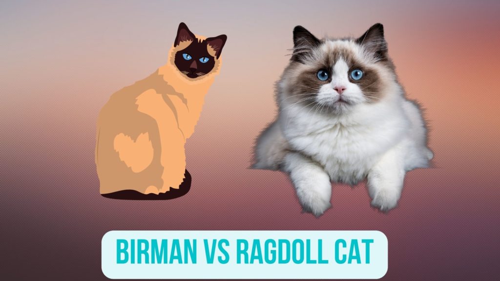 Birman vs Ragdoll