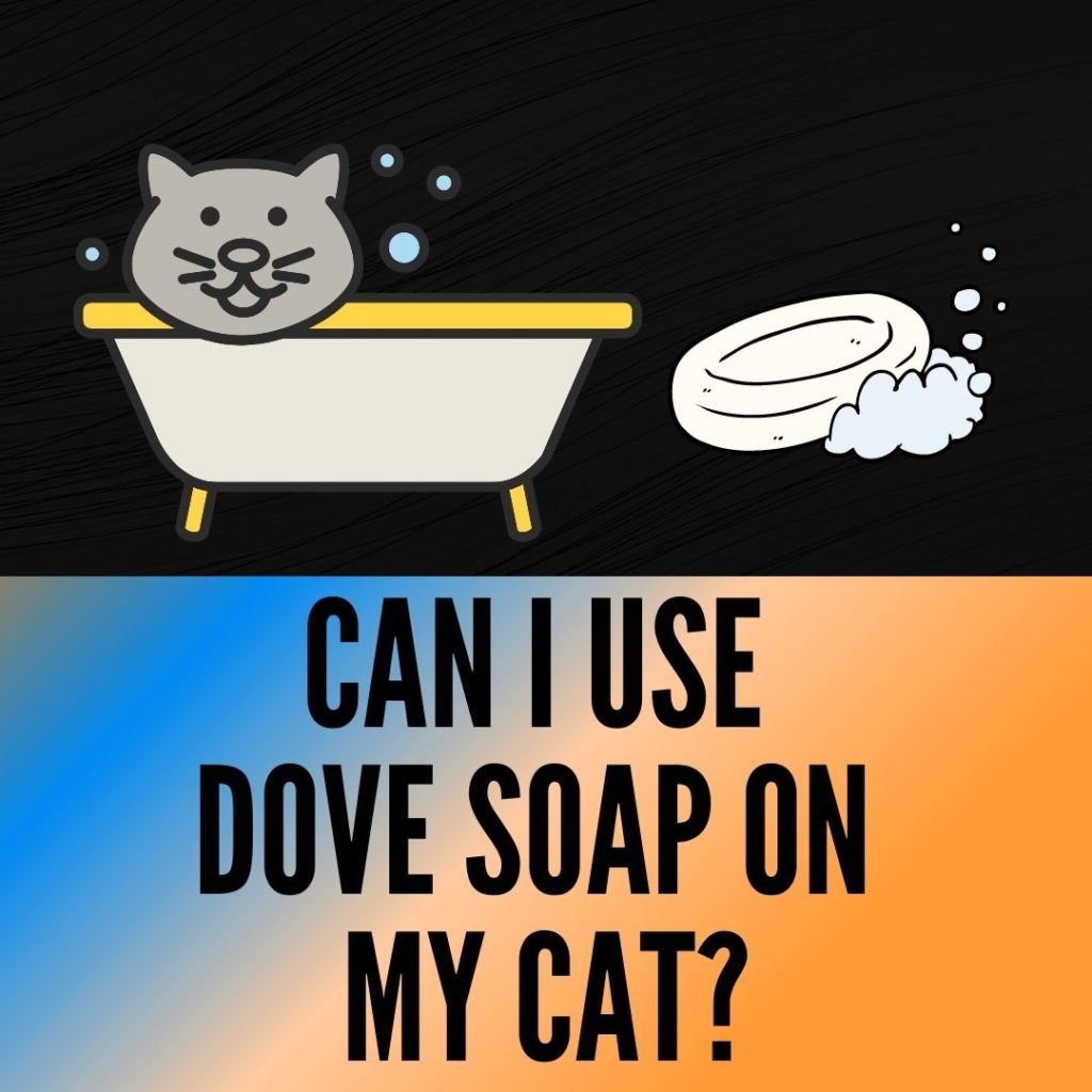 Can I Use Dove Soap on My Cat