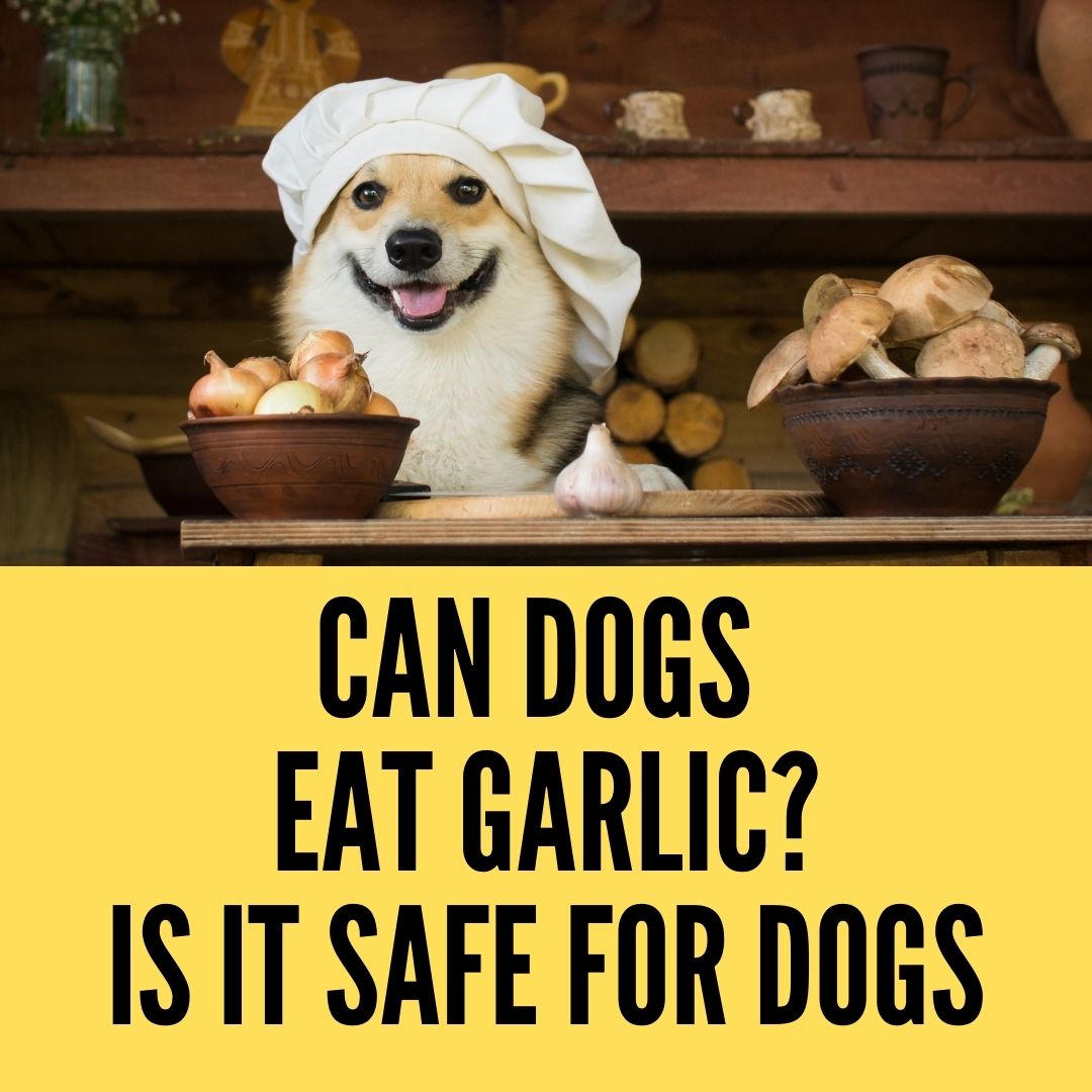are garlic tablets good for dogs