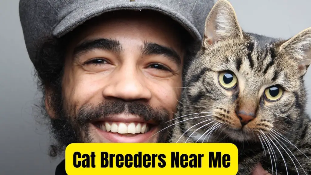 How to Find a Birman Cat Breeders Near Me