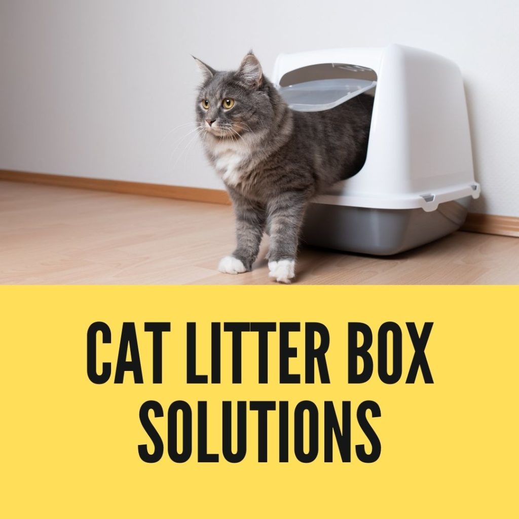 Cat Litter Box Solutions