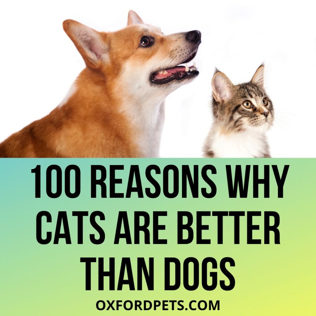 Cat or Dog: 100 Reasons Why Cats Are Better Than Dogs