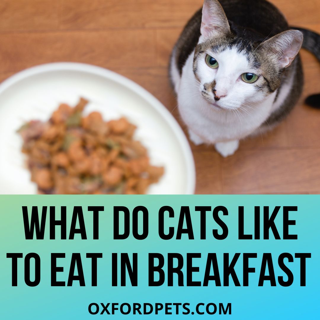 Cats Like to Eat For Breakfast