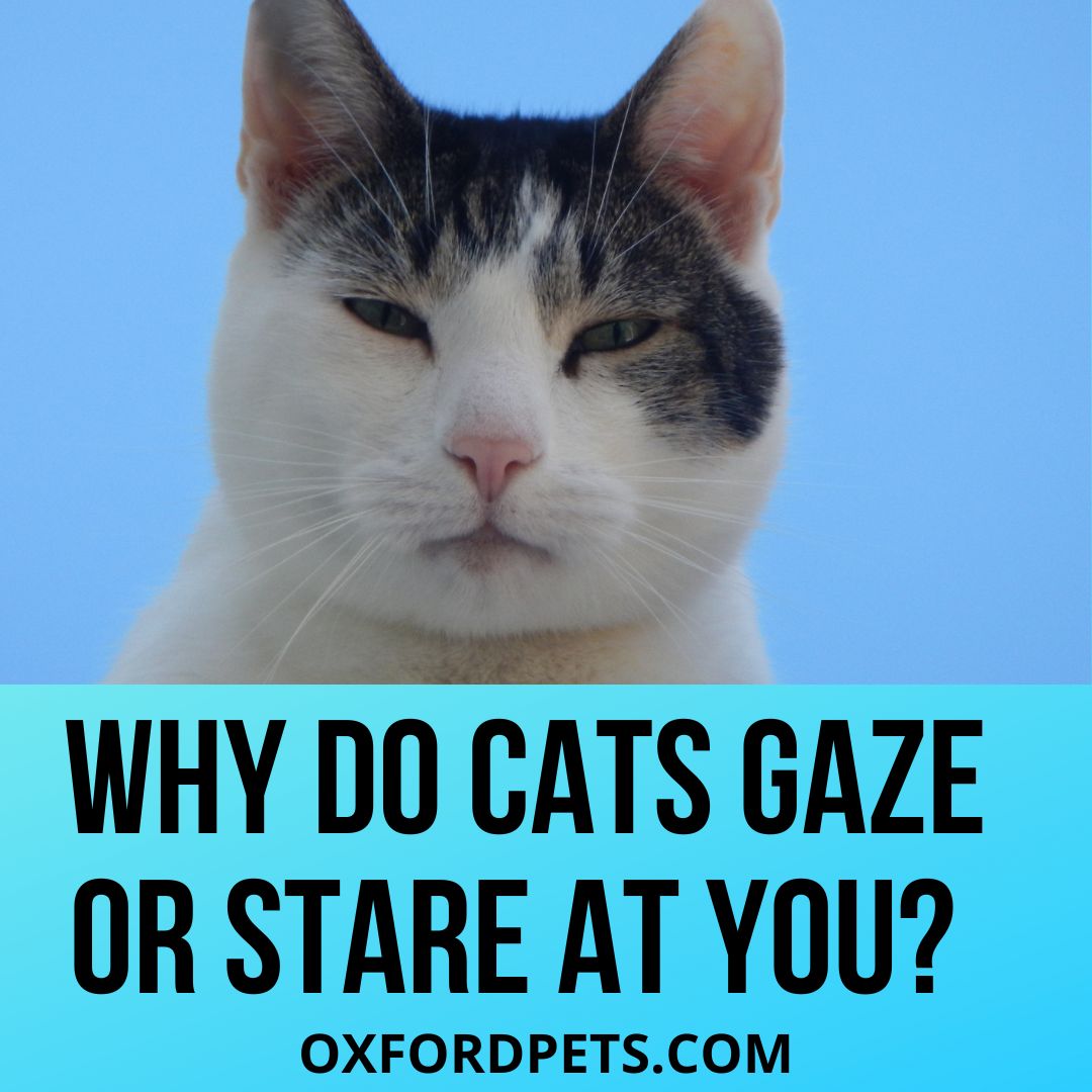 Cats Stare or Gaze At You