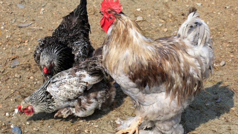 6 Chicken Breeds Having Black Meat, Skin, and Bones - Oxford Pets