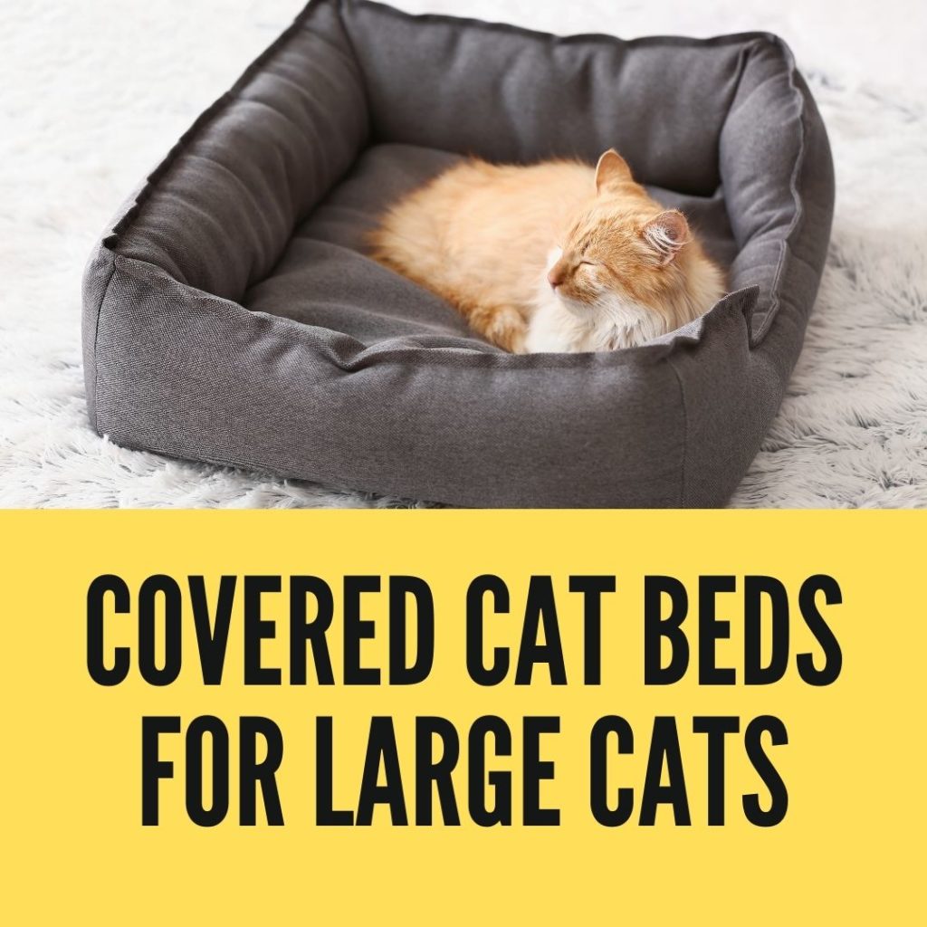 Covered Cat Beds for Large Cats