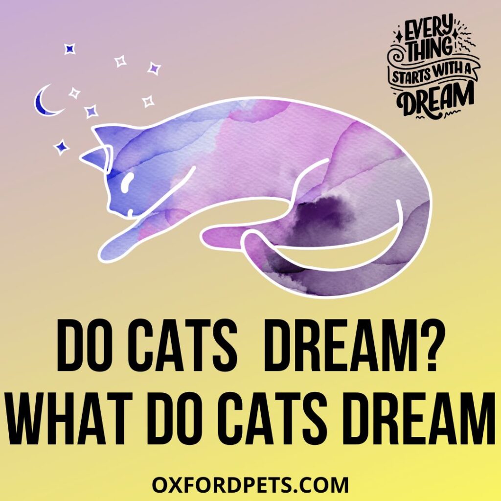 Do Cats Have Dream? What do cats dream about?