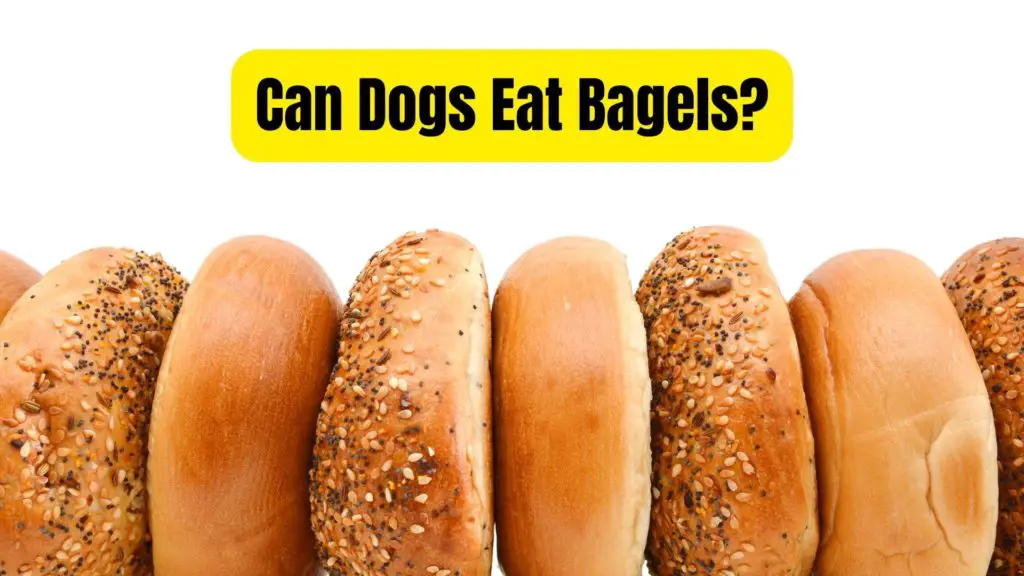 Can dogs eat bagels?+Are bagels Safe For Dogs?