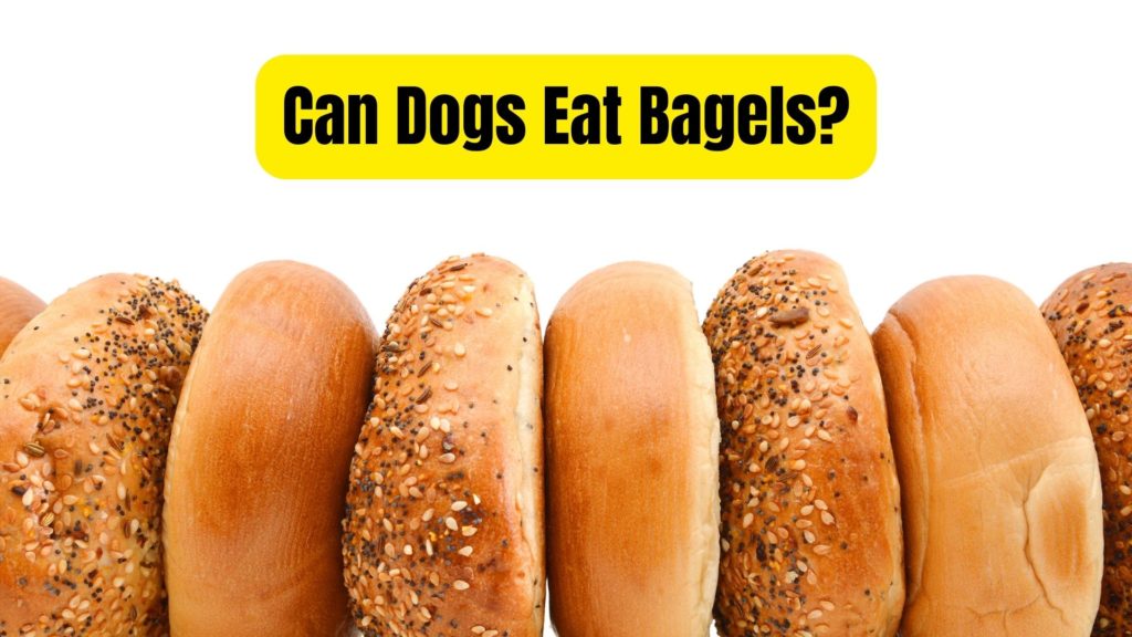 are blueberry bagels bad for dogs