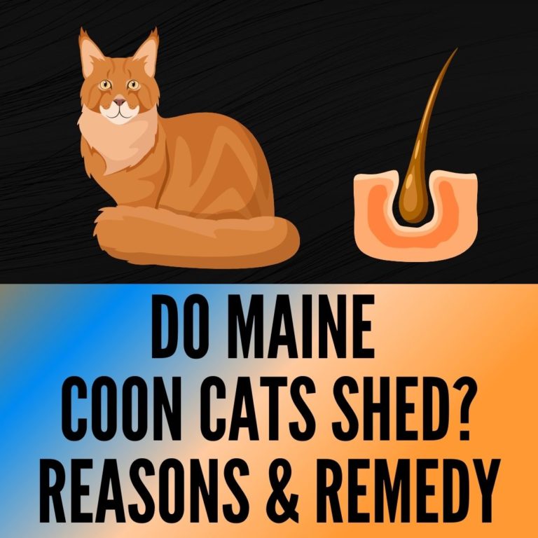 Do Maine Cats Shed? Shedding Guide in 2024 Oxford Pets