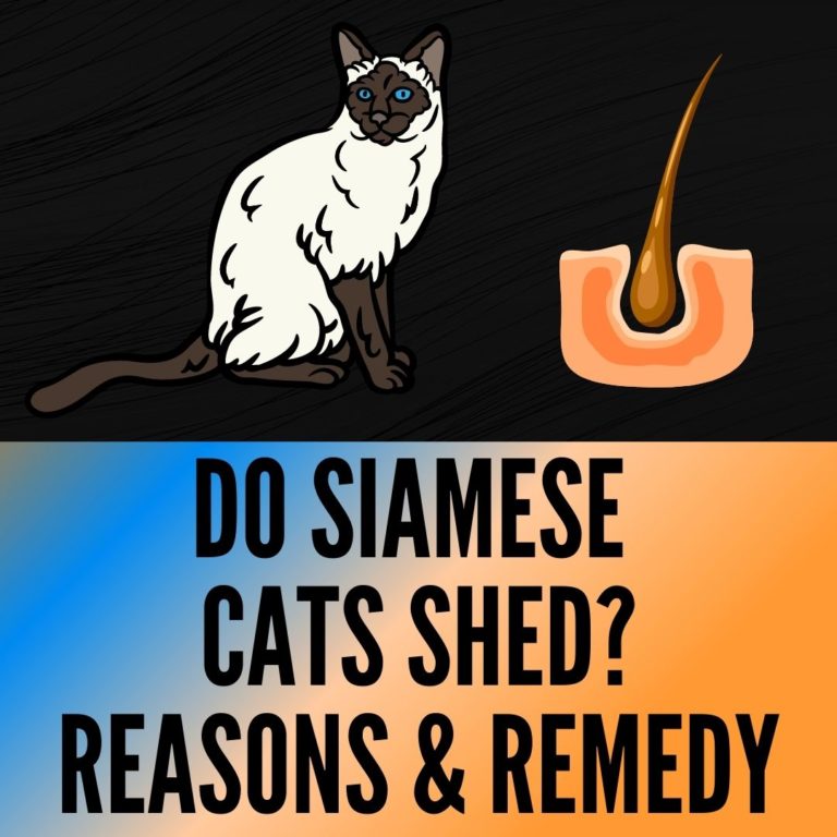 Do Siamese Cats Shed A Lot? +10 Causes & Tips Oxford Pets