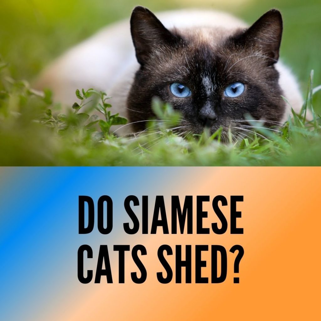Do Siamese Cats Shed?