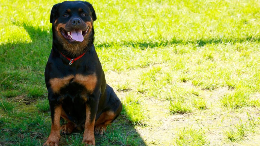 Rottweiler-Blue Tongue Dog