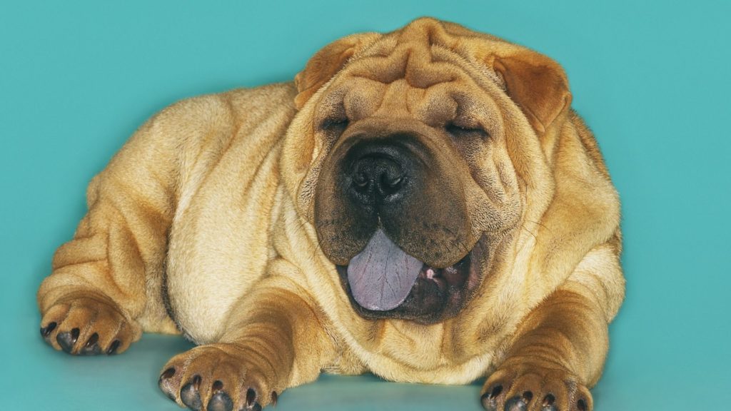 Shar Pei Dogs with purple tongue 