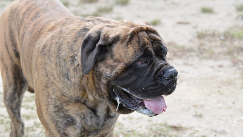 Mastiff