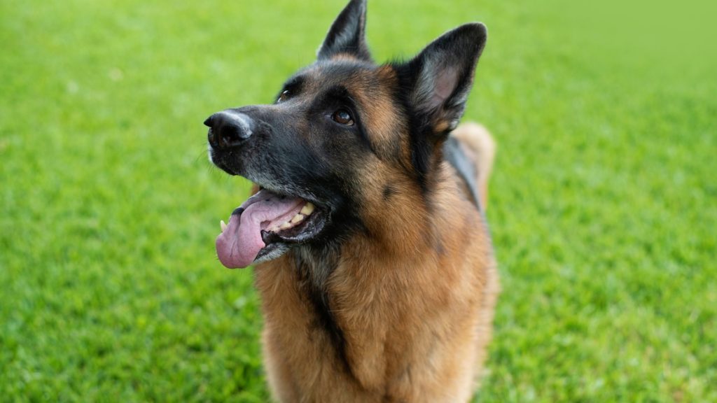 German Shepherd Dogs with purple tongue 