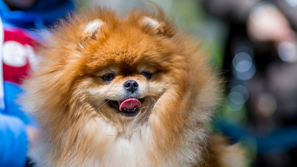 Pomeranian