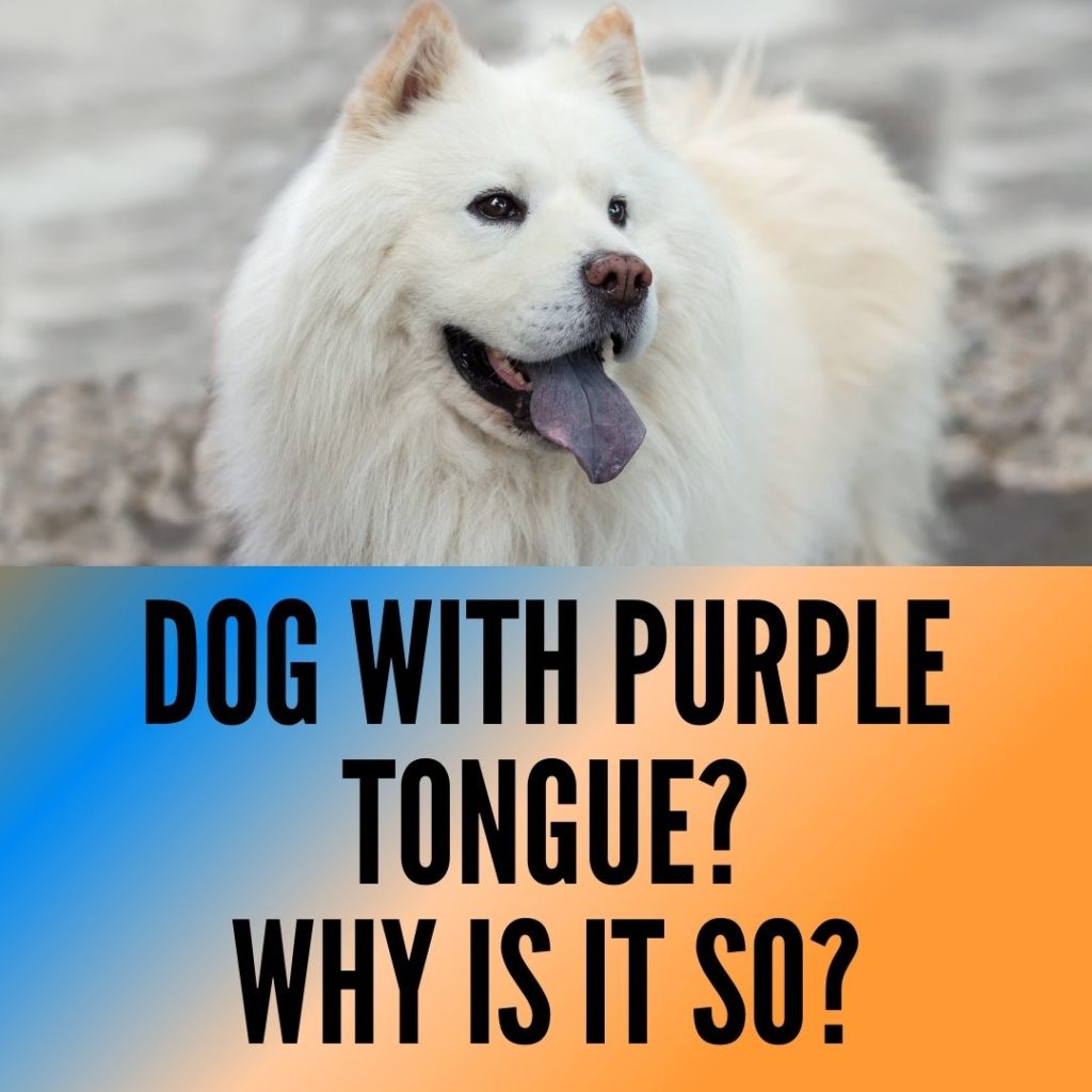 Dogs with purple Tongue