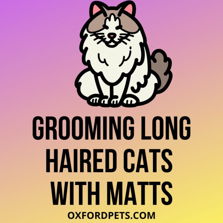 Grooming LongHaired Cats With Matts 101 Guide Oxford Pets