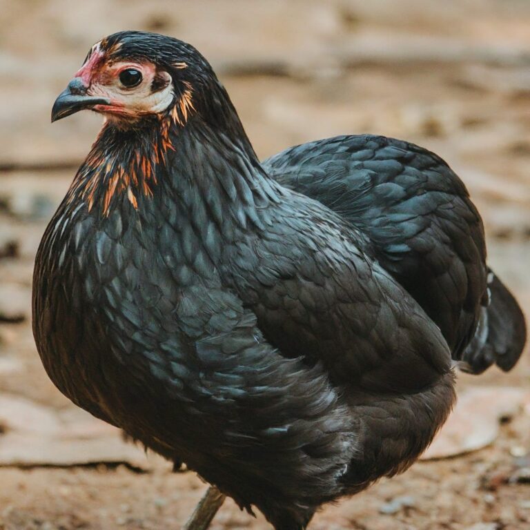 Black Rifle Chicken 6 Black Chicken Breeds Having Black Meat, Skin, and Bones - Oxford Pets